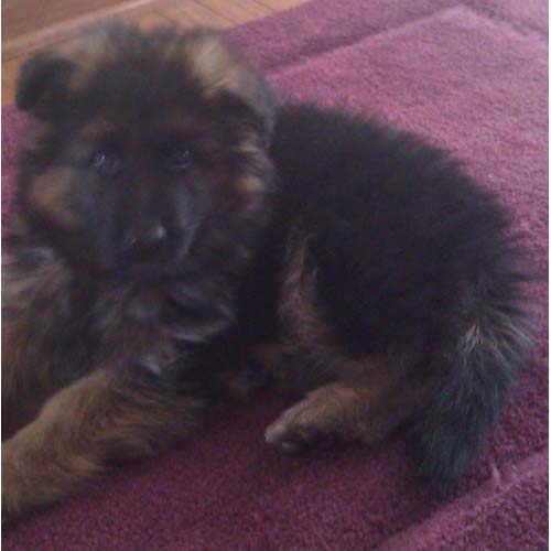 Tate as a Puppy